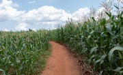 A field of maize grown by local farmer Stawa James in Kwitunji, Malawi. Photo: Eamon Timmins / Concern Worldwide.