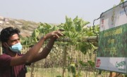Trellis gardening in Bangladesh