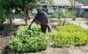 Woman in South Sudan watering patch of crops with watering can