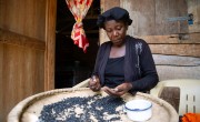 Rosmaine Poliscar sorts beans at her home on a mango plantation in the Centre department of Haiti. Photo: Kieran McConville/Concern Worldwide