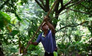 Jaques Delouis harvests mangoes on the plantation where he works in the Centre department of Haiti. Photo: Kieran McConville/Concern Worldwide