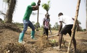 Preparing the ground for planting tree saplings at an agroforestry project in Grand Bassa, Liberia being supported by Concern under the Irish Aid funded LIFE programme. (Photo: Kieran McConville/Concern Worldwide)