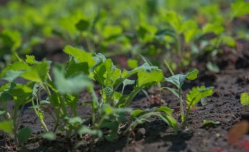 Crops growing in Zambia