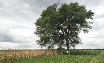 Fields grown under a Faidherbia albida tree