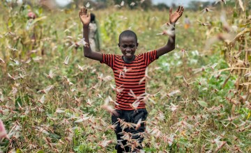 A farmer's son raises his arms as he is surrounded by desert locusts while trying to chase them away from his crops, in Katitika village, Kitui county, Kenya. Credit: Ben Curtis/AP/Shutterstock