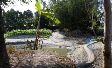 Netted small pond beside banana trees, crop filed, famed vegetation and bamboo thickets beside local houses, Dhubni village, Singimari Union, Hatibanda, Lalmonirhat, 2019.