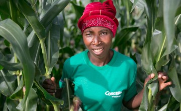 Female Malawian farmer in a maize field