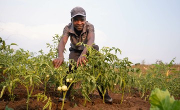 Man in cap and t-shirt leaning over plants growing from ground