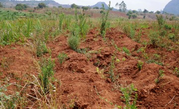 Rows of crops growing from soil