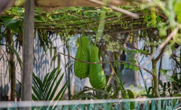 Nuruzzaman's garden flowers seven feet above the ground, with the crop safe from flooding. Gavin Douglas / Concern Worldwide