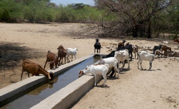 Goats grazing at trough