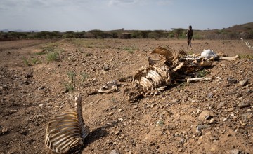 A heap of animal carcasses lie by the side of the road