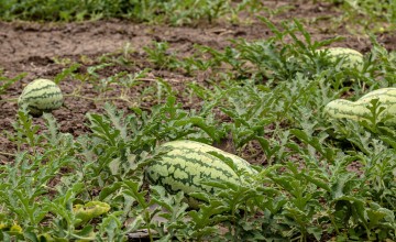 Watermelons growing in Turkana