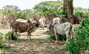 Cattle in Kangalita, Turkana
