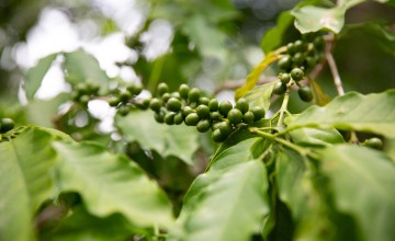 Coffee beans growing on Olive's farm. Photo: Kieran McConville/Concern Worldwide