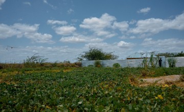 The BRCiS consortium aims at empowering farmers to manage both crop cultivation and livestock care. Photo: Concern Worldwide