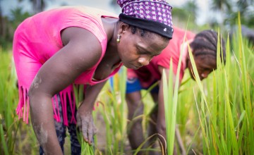 Kebah Youkou, a member of one of Concern's farmer field schools in Lofa County, Liberia. Photograph taken by Kieran McConville/Concern Worldwide.