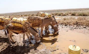 Animals being forced to drink from muddy puddles due to the severity of the drought in northern Kenya. Photo: Jennifer K Nolan/Concern Worldwide.