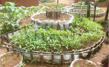 A thriving kitchen garden in Burundi, constructed with support from Concern. Photo: Concern Worldwide.