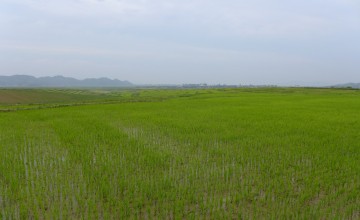 Dried paddies after transplantation, Anbyon Up-farm. Photo taken by Concern Worldwide.