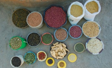 Harvest of a Smallholder Model Farmer in the RAIN project, taken in January 2014. Photograph taken by: Gareth Bentley/Concern Worldwide.