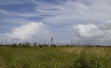 A former coconut grove devastated by lethal yellowing disease. Photo: Concern Worldwide.