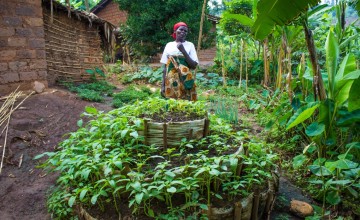 A thriving kitchen garden in Burundi, constructed with support from Concern. Photo: Concern Worldwide.