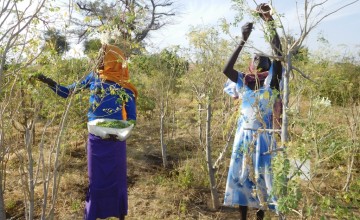 Harvesting of moringa leaves in the rural resource centre of Djedide. Photo: C Ann Degrande / Concern Worldwide.