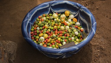 Fresh, locally grown tomatoes shared with mums and children attending today&#039;s Extension Nutrition Action training session - as part of the Morris Town Mothers&#039; Group. Concern has encouraged many families in Morris Town – with a population of around 260 people - to grow their own vegetables – white aubergines, tomatoes and sweet potatoes - in small, prolific vegetable gardens.  Photographer: Nora Lorek/ Panos Pictures/ Concern Worldwide
