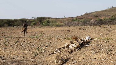 Person walking on ground near animal carcass