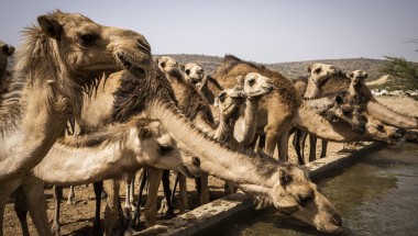 Community members, sheep camels and goats use the borehole water system project in Dhidhid, Borama District Awdal in Somaliland. Photo: Ed Ram/Concern Worldwide