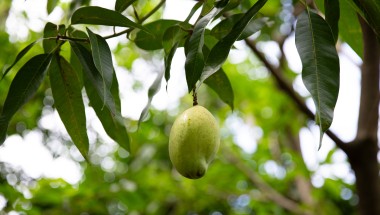 Avocado is a valuable cash crop in rural Haiti. In 2021 Haiti produced nearly 250,000 tons of avocado. Photo: Kieran McConville/Concern Worldwide