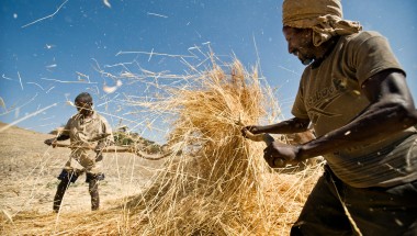 Men gather straw on their farm in the rural area of Sokota, Ethiopia. Panos/Sven Torfinn 2008.