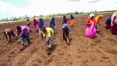 Somalia Jowhar Awdhegle Farmer Field School group planting Maize and Groundnut crops on their communal farm. Photo: Dustin Caniglia/ Somalia /2015