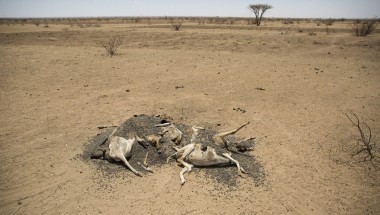 The carcasses of hundreds of dead sheep and goats litter the landscape in Somaliland, as pasture and water suplies disappear. Photo: Concern Worldwide. 
