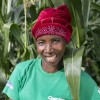 Malawian woman in a field of maize Malawian woman in a field of maize