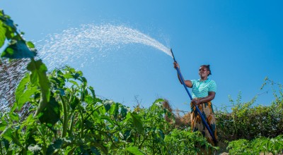 Crops are watered. Photo: Kieran McConville