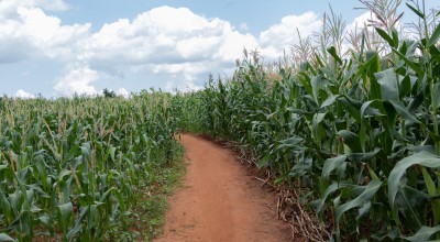 A field of maize grown by local farmer Stawa James in Kwitunji, Malawi. Photo: Eamon Timmins / Concern Worldwide.