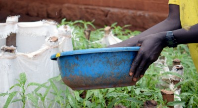 Kitchen garden in Burundi