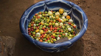 Fresh, locally grown tomatoes shared with mums and children attending today's Extension Nutrition Action training session - as part of the Morris Town Mothers' Group. Concern has encouraged many families in Morris Town – with a population of around 260 people - to grow their own vegetables – white aubergines, tomatoes and sweet potatoes - in small, prolific vegetable gardens.  Photographer: Nora Lorek/ Panos Pictures/ Concern Worldwide