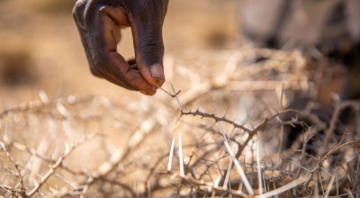 Guyo Gonjoba inspects plants eaten by locusts.