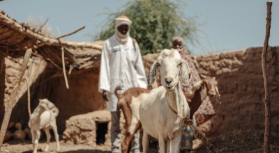 Hassana Mahamadou (30) and the Veterinary auxiliary/Community animal health worker, Ibrahima Oumarou checks the health of the goat. Each beneficiary received a goat to increase their income, Niger. Photo: Ollivier Girard/Concern Worldwide.