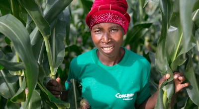 Female Malawian farmer in a maize field