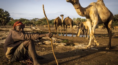 Man sitting on ground next to camels