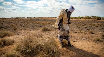 Kenyan man inspecting plants eaten by locusts