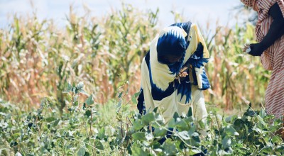 Participants in Concern’s LEAF Project tend their crops in Tana River County, Kenya