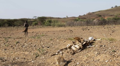 Person walking on ground near animal carcass