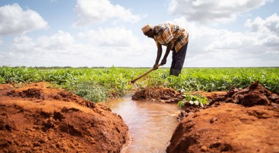 Kenyan farmer tending to a plot of watermelons
