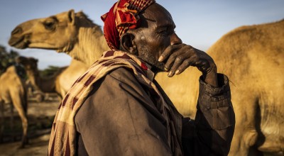 Kenyan pastoralist with his camels during the Horn of Africa drought