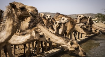 Community members, sheep camels and goats use the borehole water system project in Dhidhid, Borama District Awdal in Somaliland. Photo: Ed Ram/Concern Worldwide